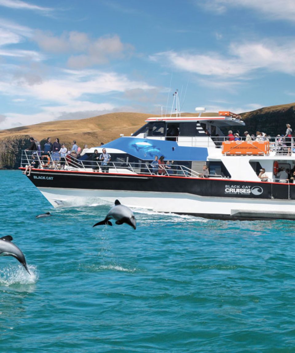 akaroa nature cruise